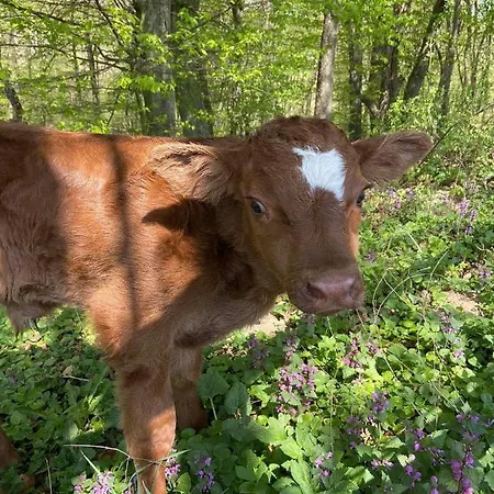Uhliska A Depandance Gazdovsky Dom 3* Nemšová