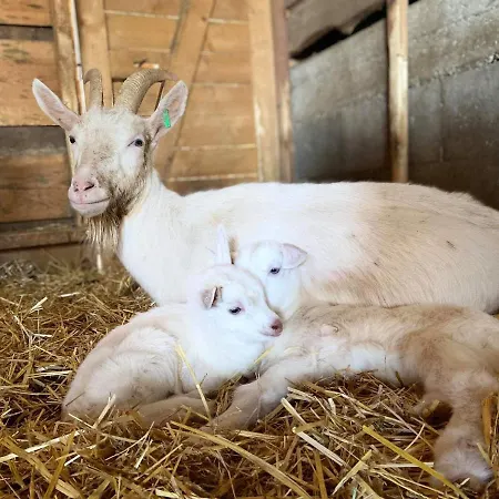 Uhliska A Depandance Gazdovsky Dom Nemšová